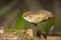 Polyporus arcularius