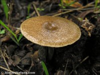 Polyporus meridionalis