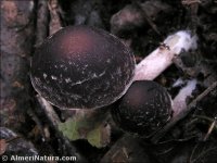 Psathyrella bipellis