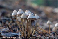 Psathyrella corrugis