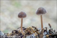 Psathyrella gracilis