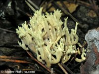 Ramaria gracilis