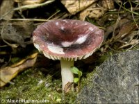 Russula pumila