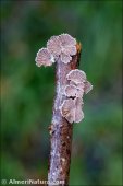 Schizophyllum commune