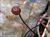 Setulipes androsaceus