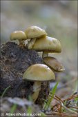 Stropharia semiglobata