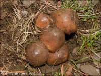 Suillus luteus