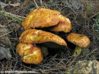 Suillus mediterraneensis