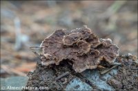 Thelephora caryophyllea