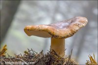 Tricholoma arvernense