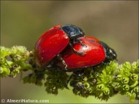 Chrysolina lucida