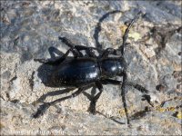 Iberodorcadion lorquinii