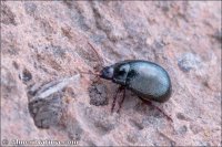 Chrysolina bankii