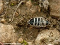 Phyllodromica subaptera