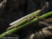 Tropidopola cylindrica