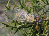 Tibicen plebejus