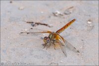 Trithemis kirbyi