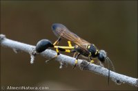 Sceliphron madraspatanum