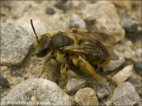 Andrena sp.