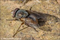 Rhyncomyia columbina