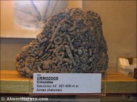 Crinoides