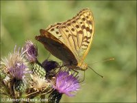 Argynnis pandora