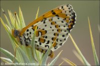 Melitaea didyma