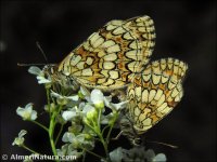 Melitaea sp.