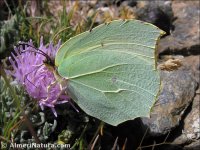 Gonepteryx cleopatra