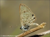 Leptotes pirithous