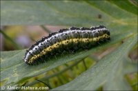 Euchalcia variabilis