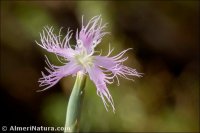 Dianthus broteri