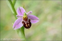 Ophrys apifera subsp. jurana