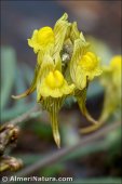 Linaria aeruginea subsp. nevadensis