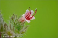 Echium asperrimum