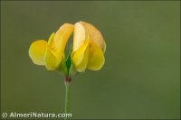 Lotus corniculatus subsp. carpetanus