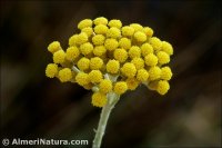 Helichrysum serotinum