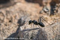 Camponotus foreli