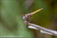 Trithemis annulata