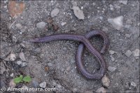 Blanus cinereus