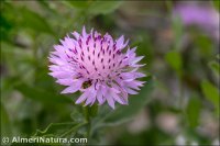 Centaurea malacitana