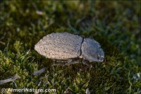 Asida almeriana