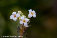 Daphne gnidium