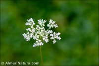 Daucus carota