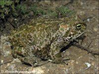 Bufo calamita