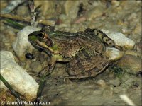 Pelophylax perezi