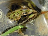 Pelophylax perezi