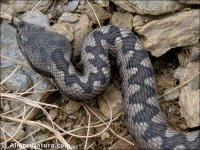 Vipera latastei