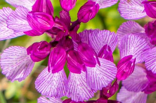 Orquídeas de Almería