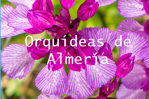 Orquídeas de Almería